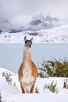 Guanaco (Lama guanicoe) portrait, on the shore of Lago Pehoe, with Torres del Paine massif in the background, Torres del Paine National Park, Patagonia, Chile.