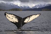 Humpback whale (Megaptera novaeangliae) tail fluke at the surface with mountains in background, Sitka Sound, south east Alaska, USA, Pacific Ocean.