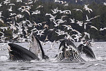 Pod of Humpback whales (Megaptera novaeangliae) lunge / bubble-net feeding with flock of Glaucous-winged gulls (Larus glaucescens) in flight above, Sitka Sound, south east Alaska, USA. Pacific Ocean.