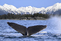 Humpback whale (Megaptera novaeangliae) tail fluke at the surface with snow-capped mountains in background, Sitka Sound, south east Alaska, USA, Pacific Ocean.