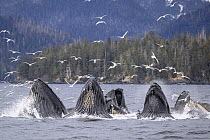 Pod of Humpback whales (Megaptera novaeangliae) lunge / bubble-net feeding with flock of Glaucous-winged gulls (Larus glaucescens) in flight above, Sitka Sound, south east Alaska, USA. Pacific Ocean.