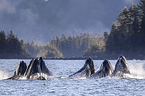 Pod of Humpback whales (Megaptera novaeangliae) lunge / bubble-net feeding, Sitka Sound, south east Alaska, USA. Pacific Ocean.