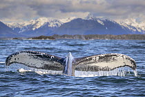 Humpback whale (Megaptera novaeangliae) tail fluke at the surface, Sitka Sound, south east Alaska, USA, Pacific Ocean.