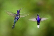 Two Violet sabrewing hummingbird (Campylopterus hemileucurus) males, in flight, hovering, Bosque de Paz, montane rainforest, Costa Rica.