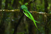 Resplendent quetzal (Pharomachrus mocinno) male, perched on branch in rainforest understory, Talamanca, Atlantic slope montane rainforest, Costa Rica.