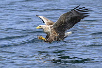 White-tailed eagle (Haliaeetus albicilla) fishing on Loch Na Keel, Isle of Mull, Scotland, UK. June. Controlled conditions.