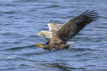 White-tailed eagle (Haliaeetus albicilla) fishing on Loch Na Keel, Isle of Mull, Scotland, UK. June. Controlled conditions.