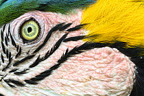RF - Blue-and-yellow macaw (Ara ararauna) face detail, northern Pantanal, Mato Grosso, Brazil. (This image may be licensed either as rights managed or royalty free.)