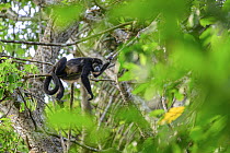 RF - Mantled howler monkey (Alouatta palliata) resting on branch in rainforest canopy, Osa Peninsula, Costa Rica. (This image may be licensed either as rights managed or royalty free.)