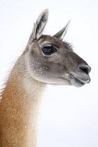 RF - Guanaco (Lama guanicoe) head portrait, Torres del Paine National Park, Patagonia, Chile. (This image may be licensed either as rights managed or royalty free.)