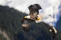 RF - Bald eagle (Haliaeetus leucocephalus) in flight carrying Pacific herring (Clupea pallasii) prey, Sitka Sound, Alaska, USA. March. (This image may be licensed either as rights managed or royalty f...