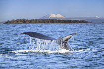 RF - Humpback whale (Megaptera novaeangliae) tail fluke at the surface with Mount Edgecumbe in the background, Sitka Sound, Alaska, USA, Pacific Ocean. (This image may be licensed either as rights man...