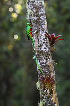 RF - Resplendent quetzal (Pharomachrus mocinno) male, perched at entrance to nest hole with fruit for chicks, Atlantic slope montane rainforest, Talamanca, Costa Rica. (This image may be licensed eith...