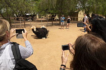 Ostrich (Struthio camelus) male, sitting on eggs in an enclosure surrounded by group of tourists on the Ostrich Tour taking photographs, Highgate Ostrich Show Farm, Oudtshoorn, Western Cape, South Afr...