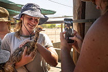 Visitor on the Ostrich tour holding Ostrich (Struthio camelus) chicks for a photo, Highgate Ostrich Show Farm, Oudtshoorn, Western Cape, South Africa. December, 2017. Captive.