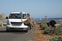 South African ostriches (Struthio camelus australis) pair crossing road, with tourists in van taking photographs, Cape Point Nature Reserve, Table Mountain National Park, Western Cape, South Africa.