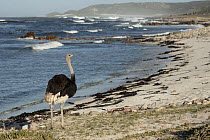 South African ostrich (Struthio camelus australis) male, walking along beach, Cape Point Nature Reserve, Table Mountain National Park, Western Cape, South Africa.