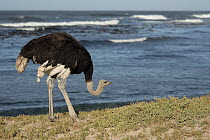 RF - South African ostrich (Struthio camelus australis) male, standing  on the shore, Cape Point Nature Reserve, Table Mountain National Park, Western Cape, South Africa. (This image may be licensed e...