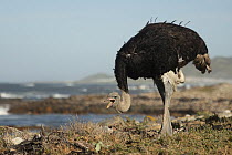 South African ostrich (Struthio camelus australis) male, standing  on the shore, calling, Cape Point Nature Reserve, Table Mountain National Park, Western Cape, South Africa.