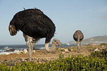 South African ostriches (Struthio camelus australis) pair, feeding on the shore, Cape Point Nature Reserve, Table Mountain National Park, Western Cape, South Africa.
