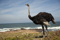 South African ostrich (Struthio camelus australis) male juvenile, standing on the shore, Cape Point Nature Reserve, Table Mountain National Park, Western Cape, South Africa.