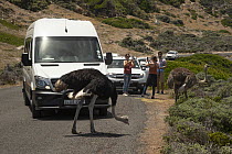 South African ostriches (Struthio camelus australis) pair crossing road, with line of vehicles on road and tourists taking photographs, Cape Point Nature Reserve, Table Mountain National Park, Western...
