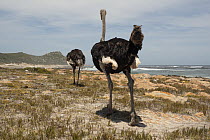 Two South African ostriches (Struthio camelus australis) male, walking along shore, Cape Point Nature Reserve, Table Mountain National Park, Western Cape, South Africa.