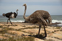 South African ostriches (Struthio camelus australis) pair, standing on the shore, Cape Point Nature Reserve, Table Mountain National Park, Western Cape, South Africa.