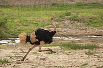 Masai ostrich (Struthio camelus massaicus) male, running along riverbed, Tarangire River, Tarangire National Park, Tanzania