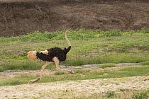 Masai ostrich (Struthio camelus massaicus) male, running along riverbed, Tarangire River, Tarangire National Park, Tanzania