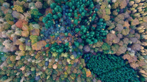 Aerial tracking shot of a forest canopy in autumnal colours, Forest of Dean, UK.