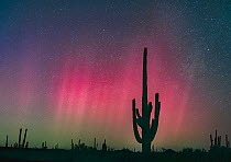 Aurora Borealis, the strongest in 20 years, lighting up the Sonoran desert, silhouetting Saguaro cacti (Carnegiea gigantea) against the colourful night sky, BLM land northwest of Tucson, Sonoran deser...