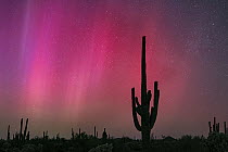 Aurora Borealis, the strongest in 20 years, lighting up the Sonoran desert, silhouetting Saguaro cacti (Carnegiea gigantea) against the colourful night sky, BLM land northwest of Tucson, Sonoran deser...