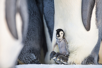 Emperor penguin (Aptenodytes forsteri) chick resting on feet of adult, Atka Bay, Antarctica. (NON-EX.)