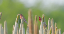 Common rosefinches (Carpodacus erythrinus) perched on Pearl millet kernels, eating the grain before taking off and leaving frame, Maharashtra, India. December.