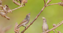 Thick-billed flowerpecker (Dicaeum agile) male perched on branch, waiting for female. The female enters frame and lands on opposite branch with nesting material before leaving frame. Maharashtra, Indi...