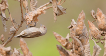 Thick-billed flowerpecker (Dicaeum agile) nest building. The bird flies into frame with nesting material and lands on the beginnings of a nest. Then the animal rearranges its nest and flies off. Mahar...