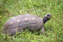 Red-footed tortoise (Chelonoidis carbonarius) portrait, South America. Captive.