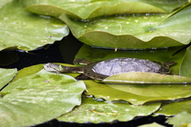 Hilaire's sidenecked turtle (Phrynops hilarii) resting among lilypads, South America. Captive.