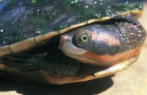 Northern red-faced turtle (Emydura australis) red-faced form, head portrait, Mornington Station, Western Australia.