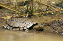 Western swamp turtle (Pseudemydura umbrina) in shallow water, Ellenbrook Nature Reserve, north-east of Perth, Western Australia. Critically endangered..