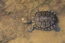Western swamp turtle (Pseudemydura umbrina) in shallow water, Ellenbrook Nature Reserve, north-east of Perth, Western Australia. Critically endangered..
