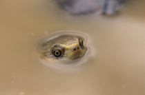 Western swamp turtle (Pseudemydura umbrina) with head above water, Ellenbrook Nature Reserve, north-east of Perth, Western Australia. Critically endangered.
