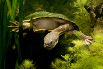 Cann's snake-necked turtle (Chelodina canni) swimming underwater among aquatic vegetation, Roper River catchment, Northern Territory, Australia.