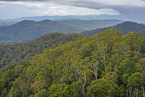 View over a variety of habitats from dry eucalypt forest to temperate, subtropical rainforest, from Rowleys Lookout, Tapin Tops National Park, New South Wales, Australia. April, 2023