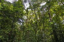 Subtropical rainforest, Tapin Tops National Park, New South Wales, Australia. April, 2023.