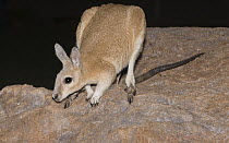 Northern nailtail wallaby (Onychogalea unguifera) standing on a rock at night, Australia.