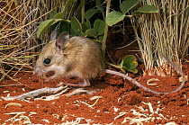 Spinifex hopping mouse (Notomys alexis) feeding on grass seeds, Western Australia.