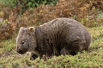 Common wombat (Vombatus ursinus) portrait, Asbestos Ranges National Park, Tasmania, Australia.