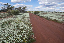Pom Pom everlastings (Cephalipterum drummondii) in flower on arid ground alongside a dirt road, Karara Rangelands, Mid West, Western Australia.
